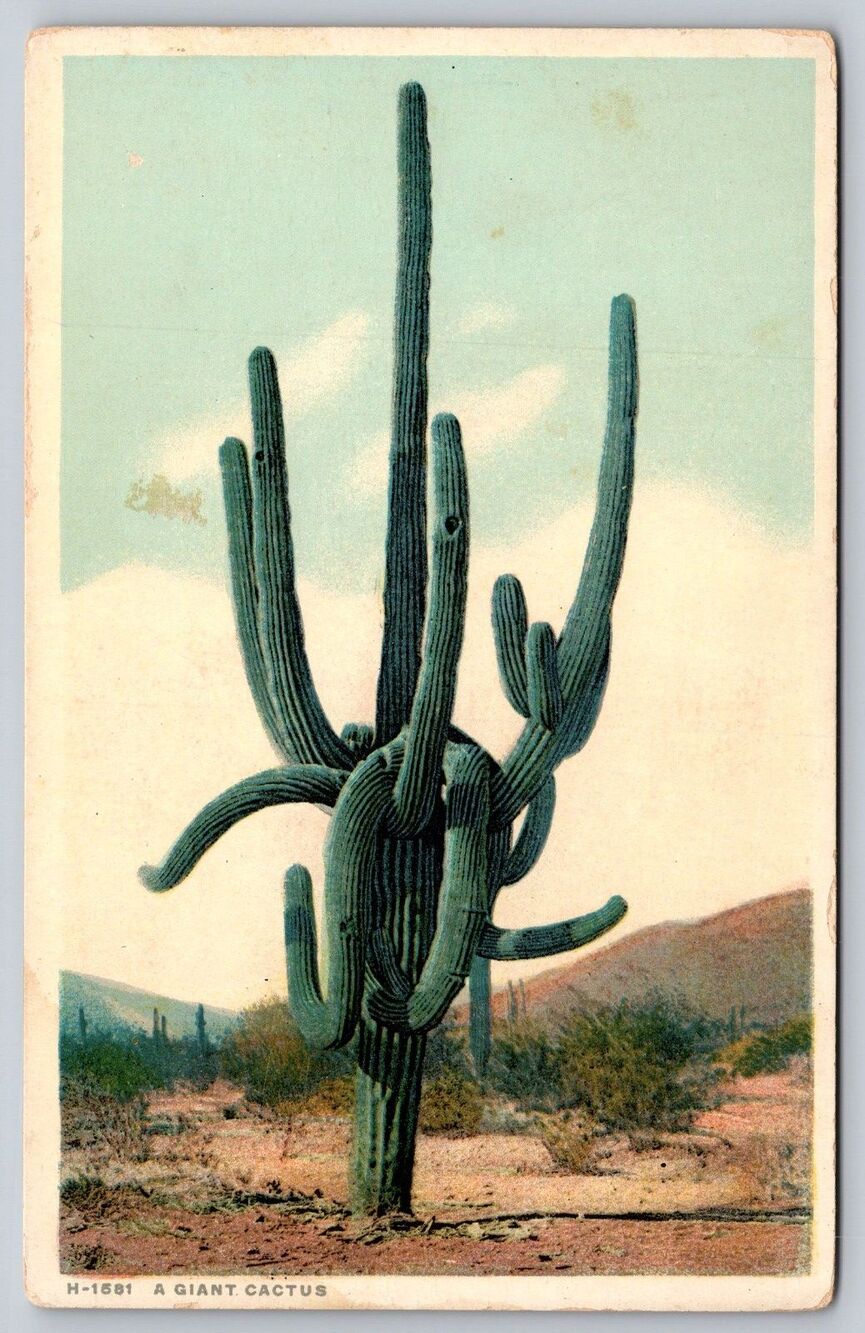 Vtg Fred Harvey Phostint Postcard H-1581 A Giant Cactus Arizona Desert Saguaro